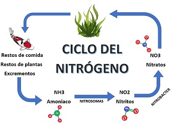 
Ciclo del Nitrógeno en estanques
