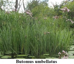 Planta estanque Butomus umbellatus