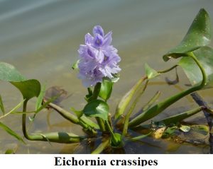 Planta estanque Eichornia crassipes Jacinto de agua