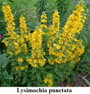 Planta estanque Lysimachia punctata