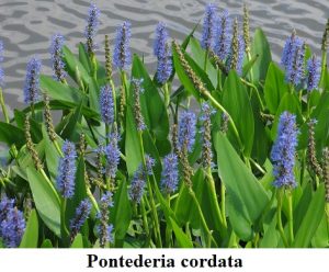 Planta estanque Pontederia cordata