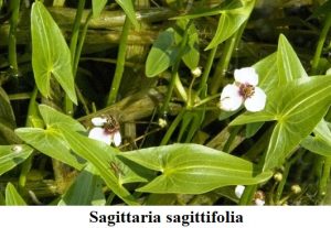 Planta estanque Sagittaria sagittifolia