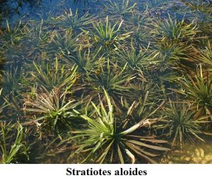 Planta estanque Stratiotes aloides
